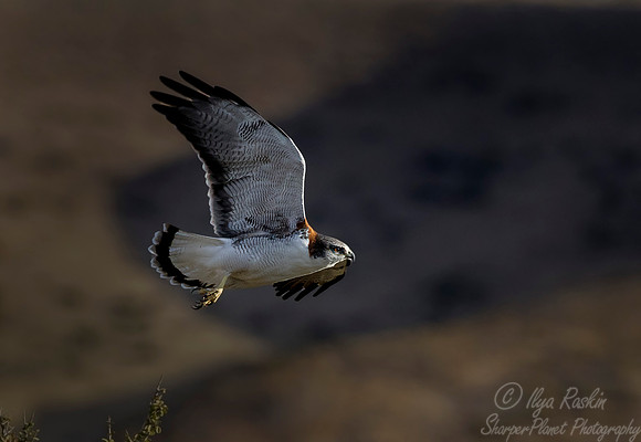 198 Red-backed Hawk (Butero polysoma) Patagonia Argentina