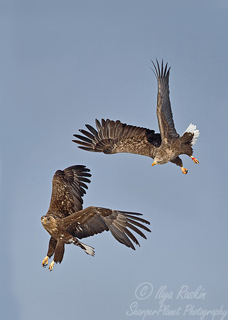 126 White-tailed Eagles (Haliaeetus albicilla) - Hokkaido Japan