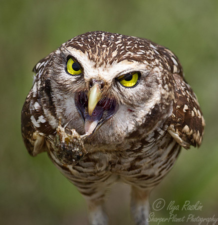 148 Burrowing Owl (Athene cunicularia) - FL