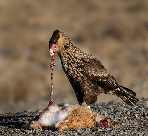201 Crested Caracara (Caracara plancus) - Patagonia Argentina