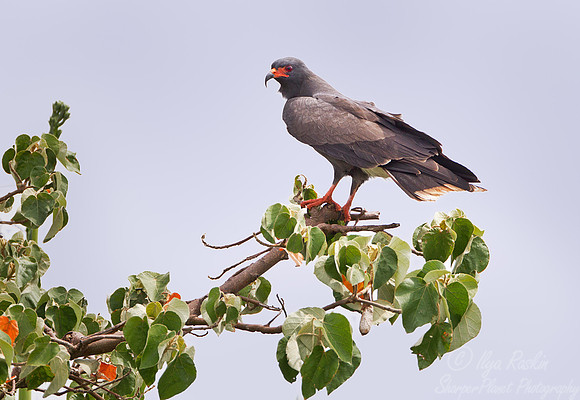 115 Snail Kite (Rostrhamus sociabilis) - Ibera Wetlands Argentina