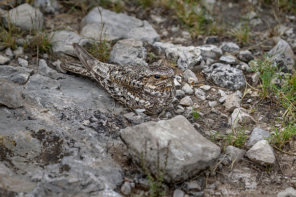 185 Common nighthawk (Chordeiles minor) - Texas