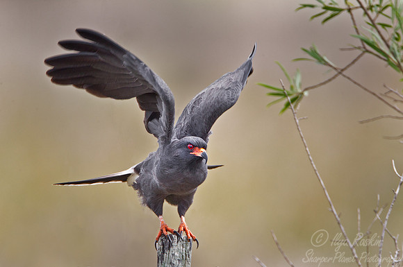 114 Snail Kite (Rostrhamus sociabilis) - Ibera Wetlands Argentina