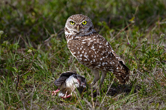 146 Burrowing Owl (Athene cunicularia) - FL