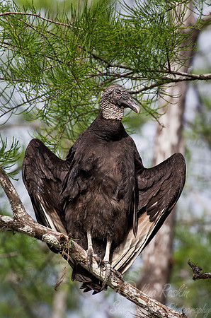 151 Black Vulture (Coragyps atratus) - FL