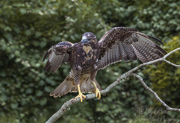 172 Harris' hawk (Parabuteo unicinctus) - Texas