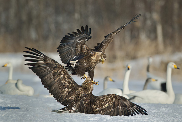 124 White-tailed Eagles (Haliaeetus albicilla) - Hokkaido Japan