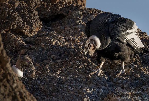 194 Andean condors (Vultur gryphus) - Patagonia Chile 2