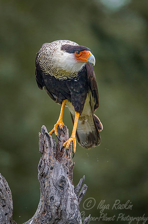 178 Crested caracara (Caracara cheriway) - Texas