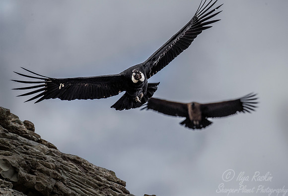192 Andean condors (Vultur gryphus) - Patagonia Chile 2 (2)