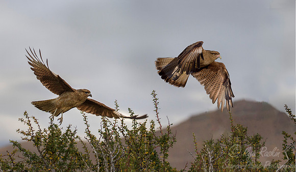 199 Chimango Caracara (Milvago chimango) Patagonia CHile