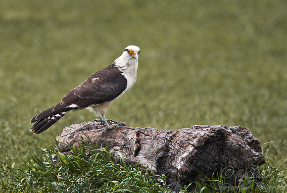 111 Yellow-headed Caracara (Milvago chimachima) - Ibera Wetlands Argentina