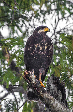 161 Cuban Black Hawk (Buteogallus gundlachii) - Cuba