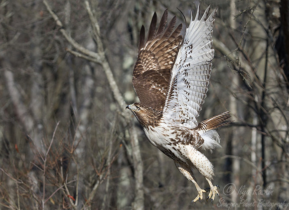 122 Red-tailed Hawk (Buteo jamaicensis) - NJ