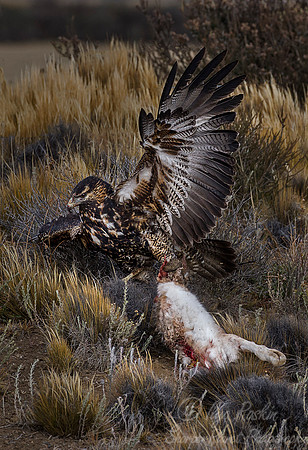 196 Black-chested Buzzard Eagle (Geranoaetus malanoleucus) - Patagonia Argentina