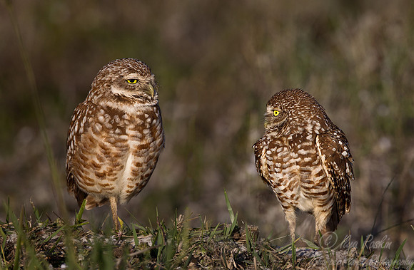 142 Burrowing Owls (Athene cunicularia) - FL