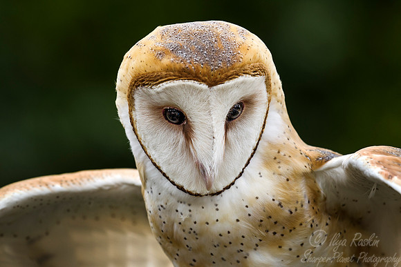 184 Barn owl (Tyto alba) - Texas