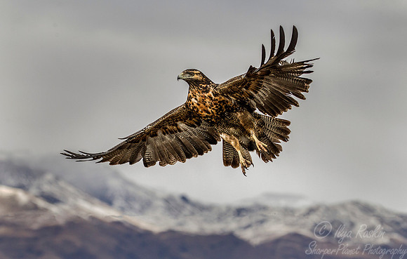 195 Black-chested Buzzard Eagle (Geranoaetus malanoleucus) - Patagonia Argentina 2