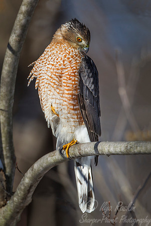 160 Cooper's Hawk (Accipiter cooperii) - NJ