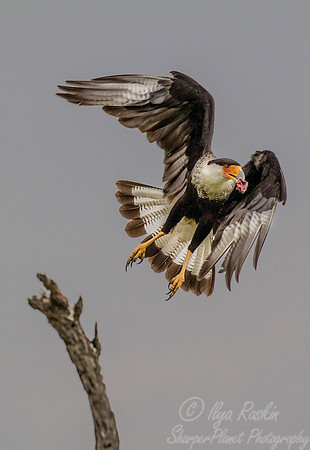 179 Crested caracara (Caracara cheriway) - Texas