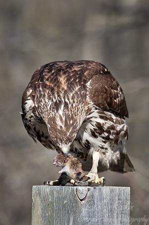 121 Red-tailed Hawk (Buteo jamaicensis) - NJ