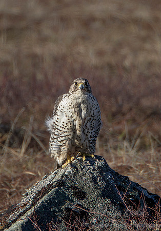 153 Gyrfalcon (Falco rusticolus) - Nome AK