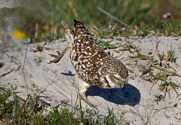 149 Burrowing Owl (Athene cunicularia) - FL