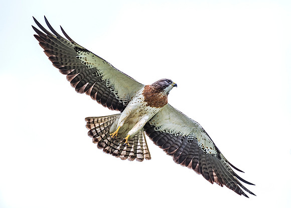 176 Swainson's hawk (Buteo swainsoni) - Texas