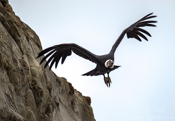 193 Andean condor (Vultur gryphus) - Patagonia Chile 1