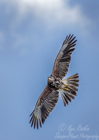 173 Harris' hawk (Parabuteo unicinctus) - SC