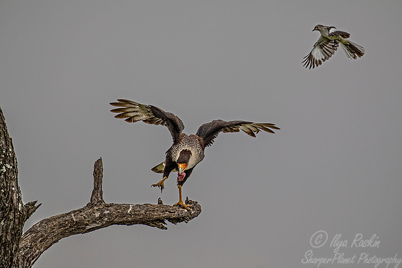 180 Crested caracara (Caracara cheriway) - Texas
