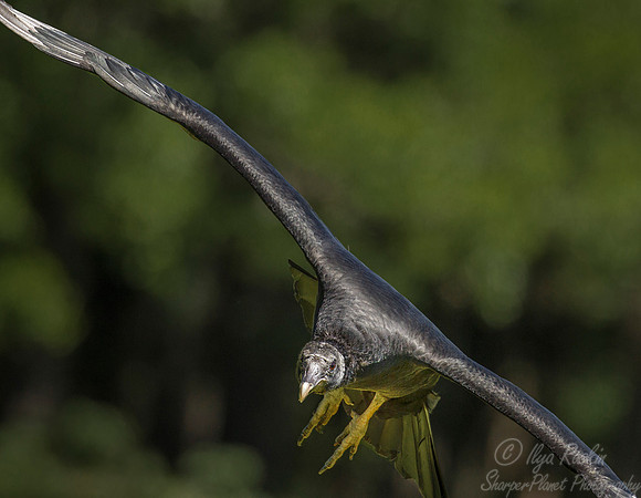 165 Black vulture (Coragyps atratus) - SC