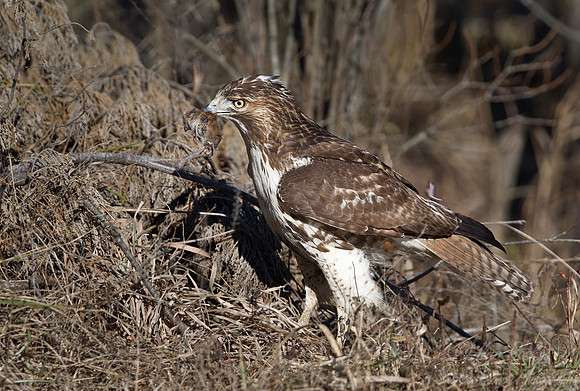 119 Red-tailed Hawk (Buteo jamaicensis) - NJ