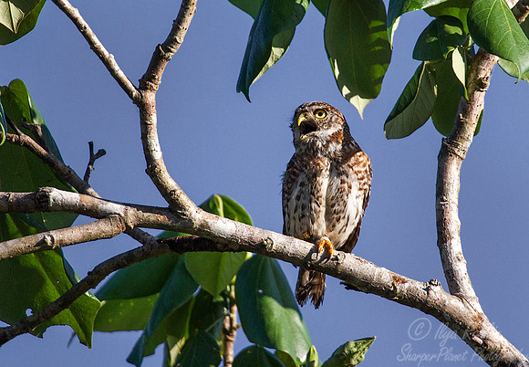 162 Cuban Pygmy Owl (Glaucidium siju) - Cuba