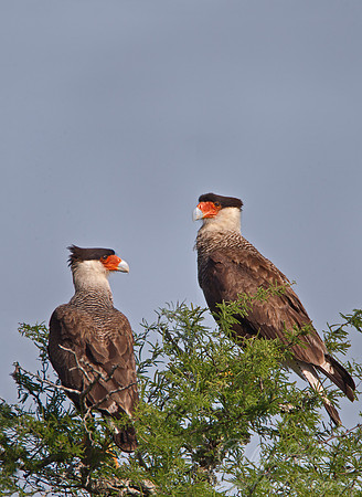 108 Crested Caracara (Caracara cheriway) - Ibera Wetlands Argentina