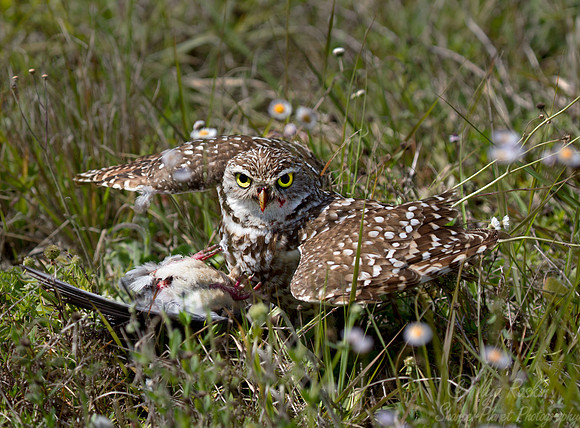 145 Burrowing Owl (Athene cunicularia) - FL