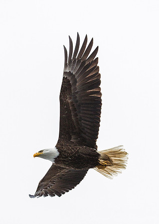 155 Bald Eagle (Haliaeetus leucocephalus - St. Petersburg AK