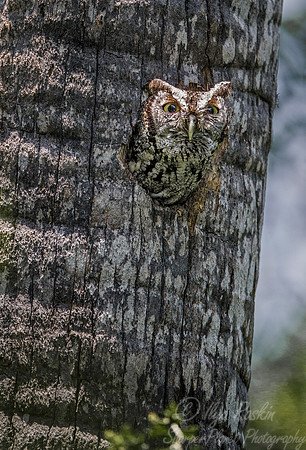 181 Eastern screech owl (Megascops asio) - Texas