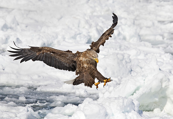 127 White-tailed Eagle (Haliaeetus albicilla) - Hokkaido Japan