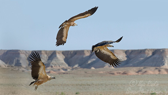 187 Griffon vulture (Gyps fulvus) - Turkmenistan