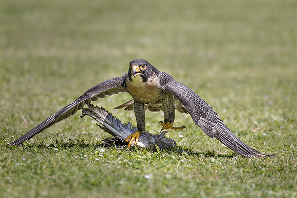 167 Peregrine falcon (Falco peregrinus) - SC