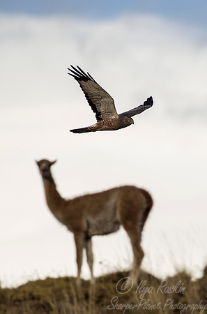 190 Cinereous Harrier (Circus cinereus) Patagonia Chile