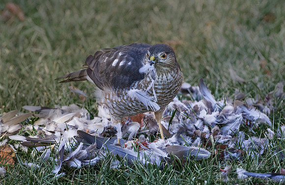 164 Cooper's Hawk (Accipiter cooperii) - NJ