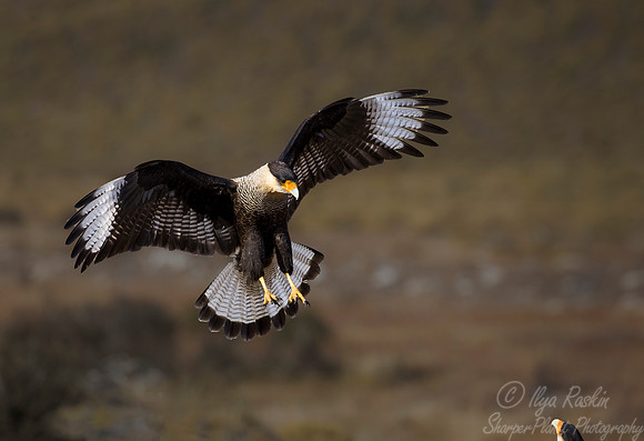 200 Crested Caracara (Caracara plancus) - Patagonia Argentina 2
