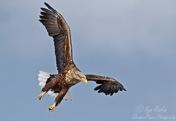 121 White-tailed Eagle (Haliaeetus albicilla) - Hokkaido Japan