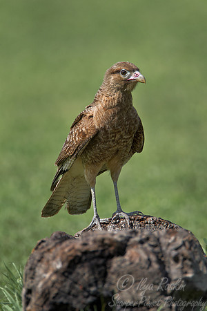 110 Chimango Caracara (Milvago chimango) - Ibera Wetlands Argentina