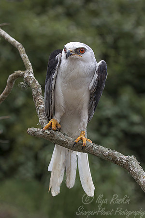 177 White-tailed hawk (Geranoaetus albicaudatus) - SC