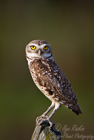 116 Burrowing Owl (Athene cunicularia) - Ibera Wetlands Argentina