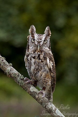 182 Eastern screech owl (Megascops asio) - Texas