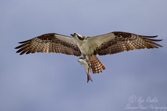 139 Osprey (Pandion haliaetus) - FL